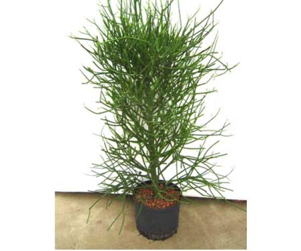 Euphorbia tirucalli  | Bleistiftbaum